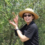 Georgia Olive Farms