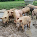 Thompson Farms